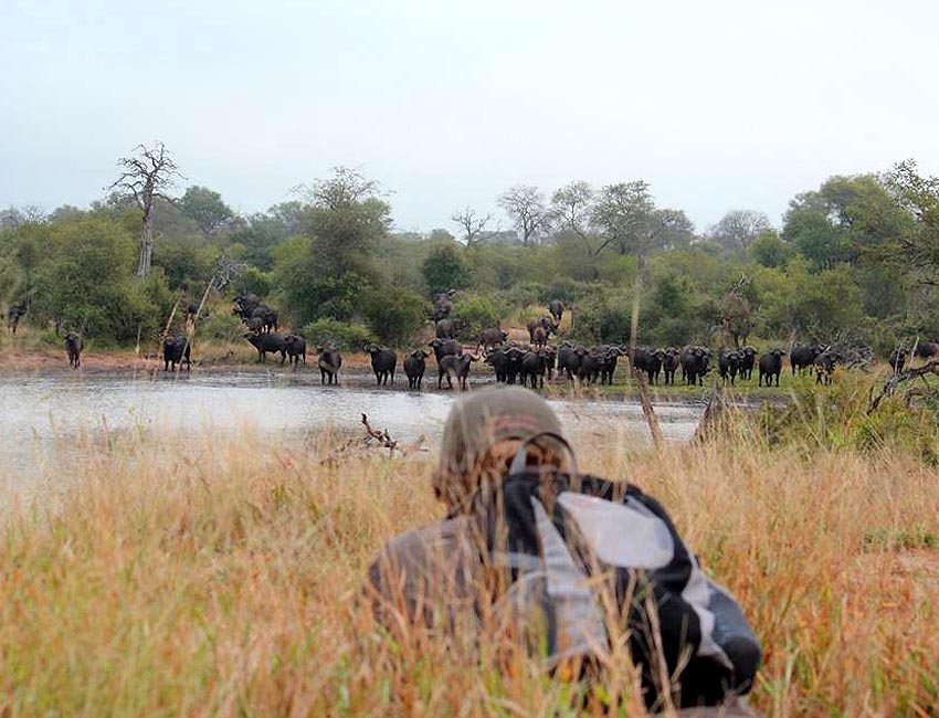Approaching Herd of Buffalo