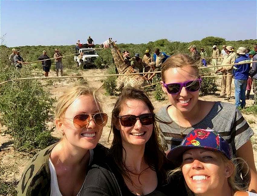 At a Giraffe Capture