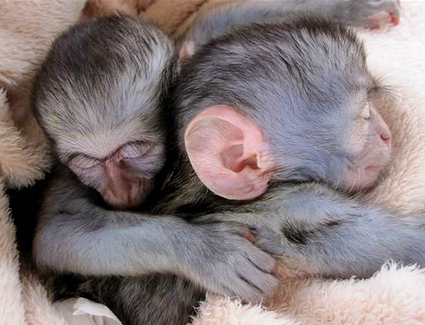 Baby Vervets Hugging in Sleep