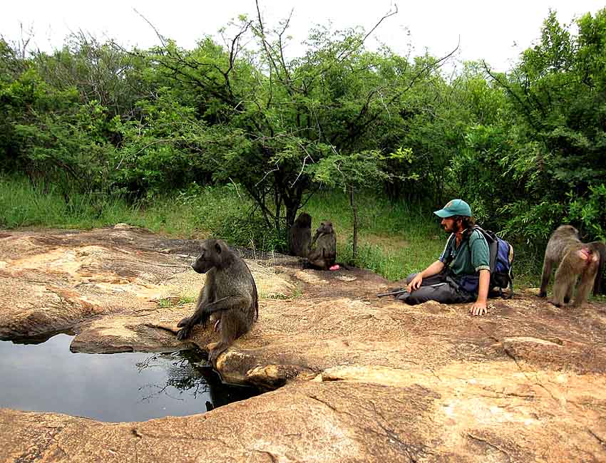 Baboon at Water Hole