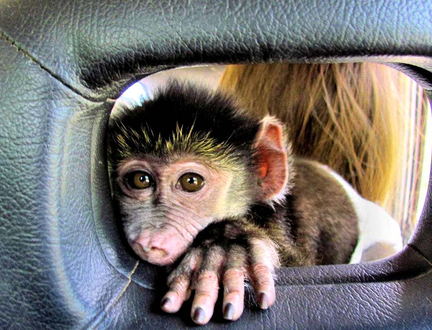 Baby Baboon Through Leather Hole