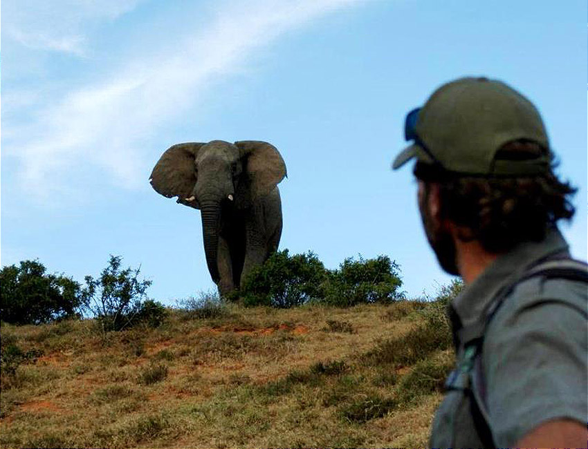 Big Elephant Approaching