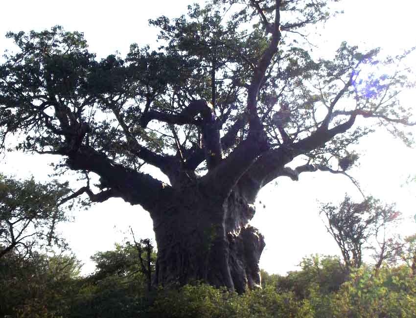 A Magnificent Boabab Tree