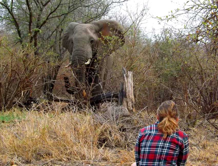 Bull Ellie Emerging from Bush