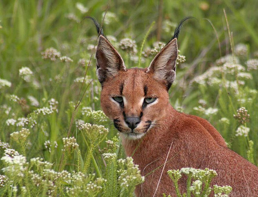 Caracal