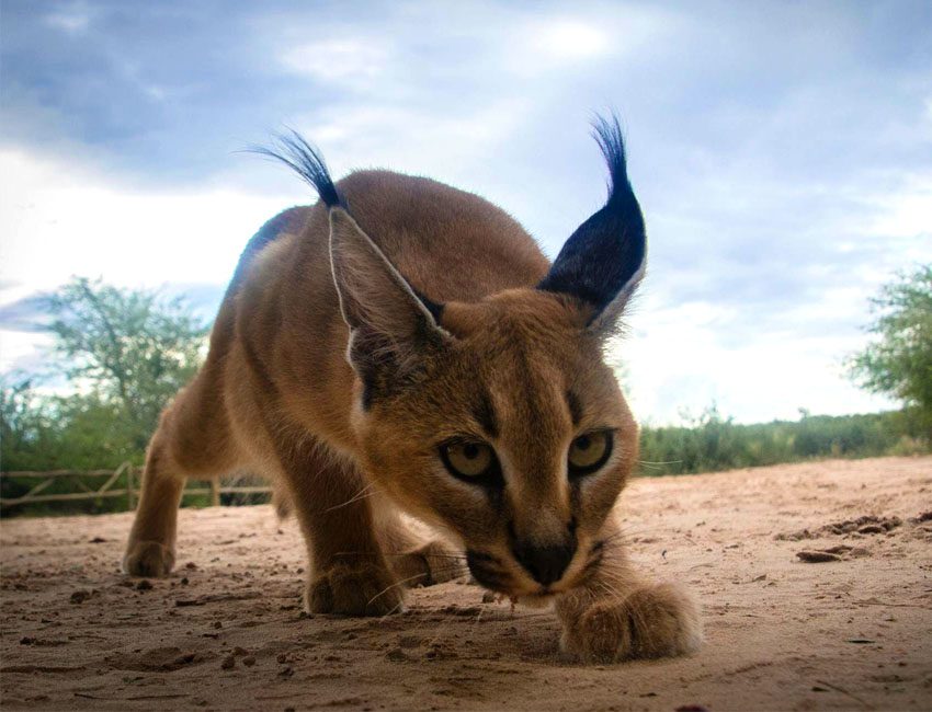 Caracal