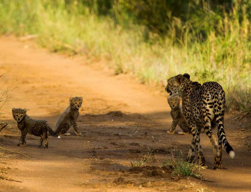 A Magnificent Boabab Tree