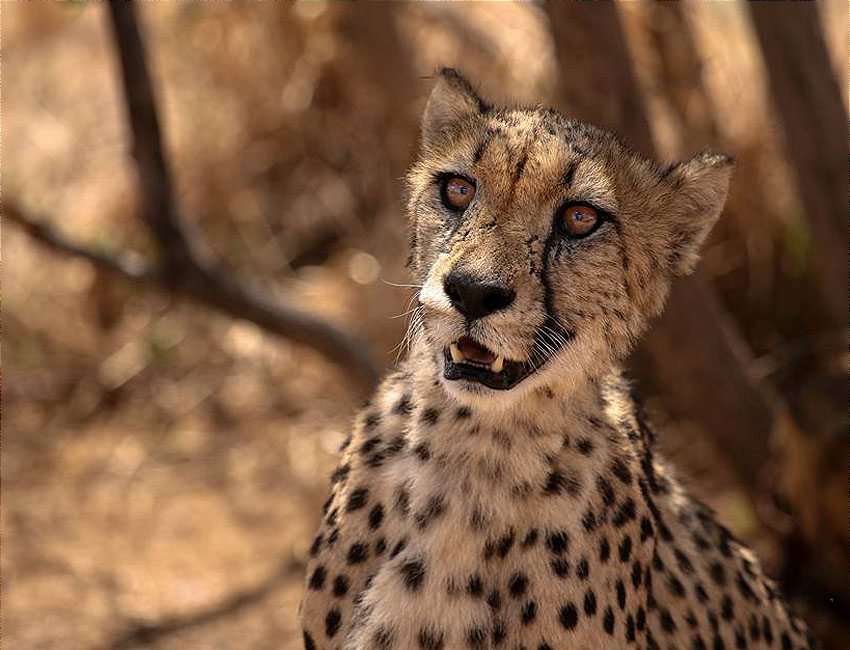 Cheetah