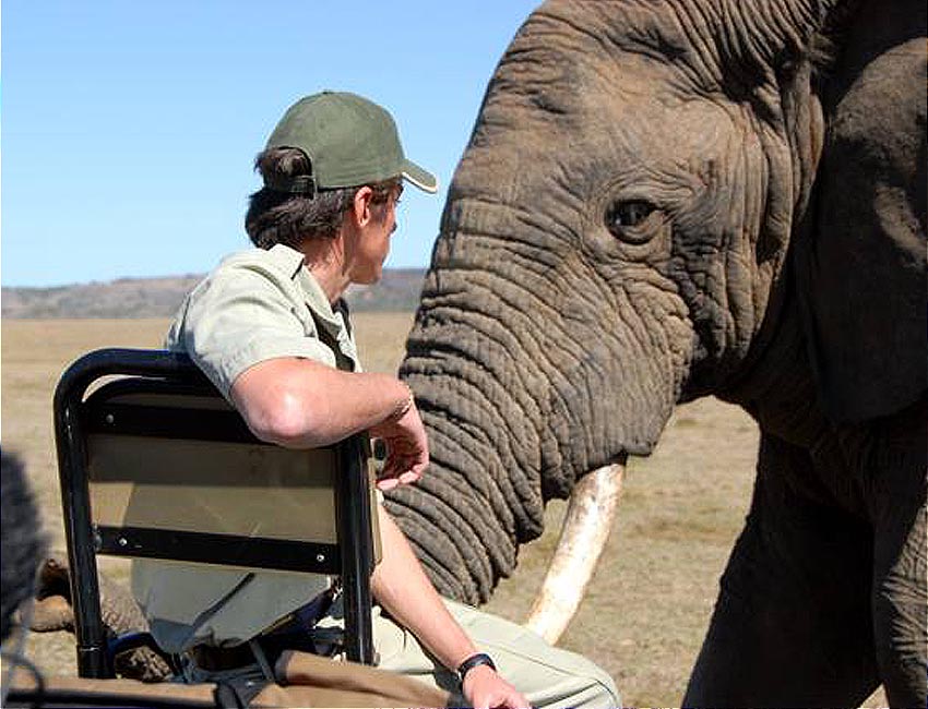 Close Elephant Encounter