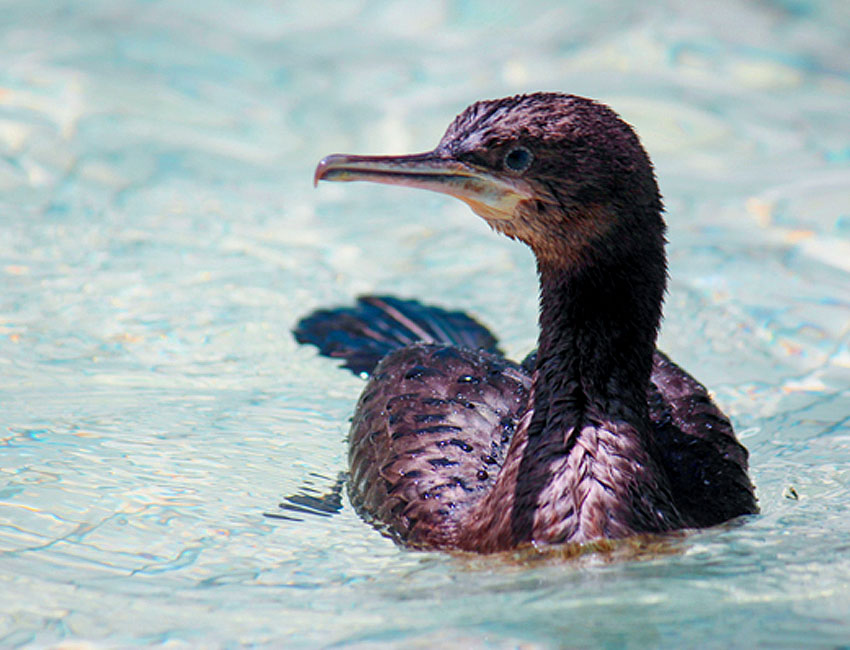 Cormorant