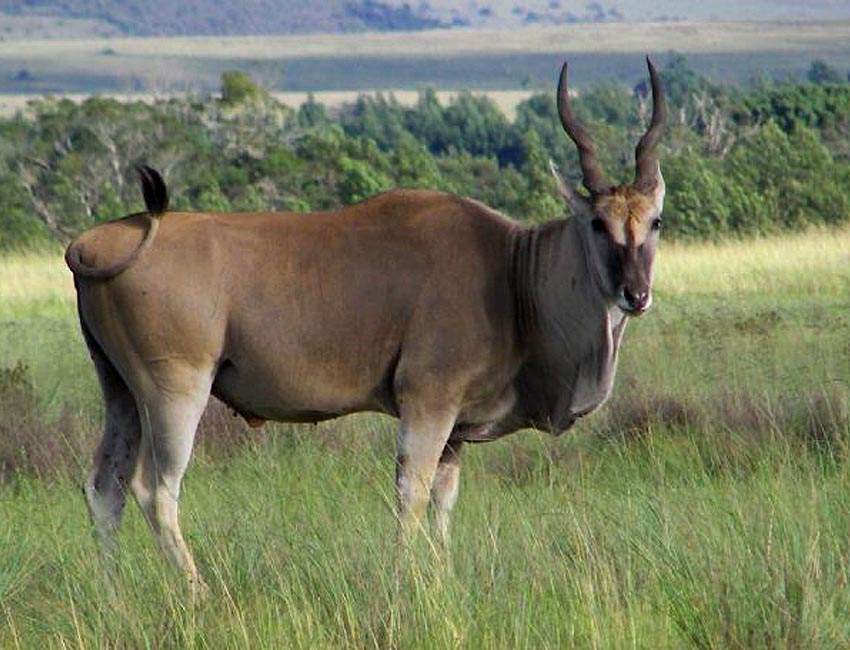 Eland