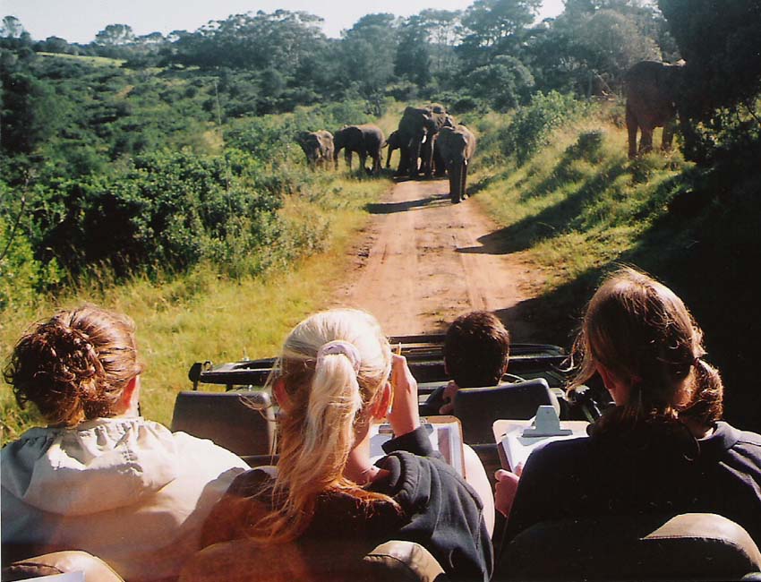 Elephant Monitoring