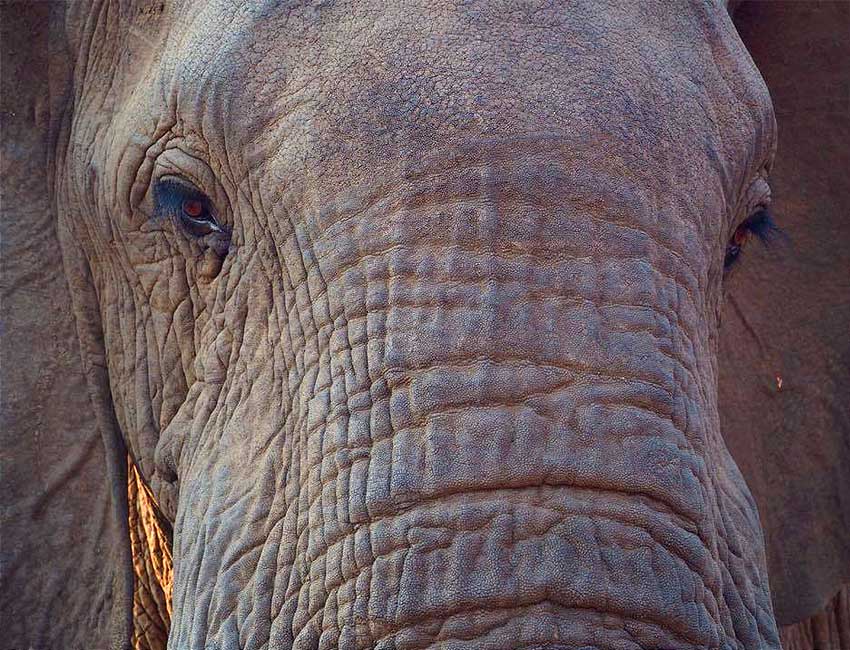 A Magnificent Boabab Tree