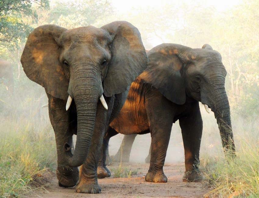 A Magnificent Boabab Tree