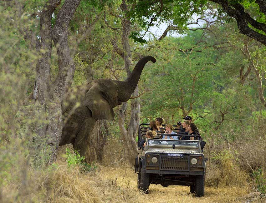 Elephant Closeup on Game Drive