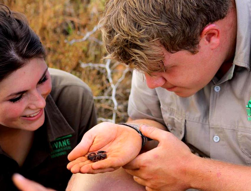 Examining Little Scorpion