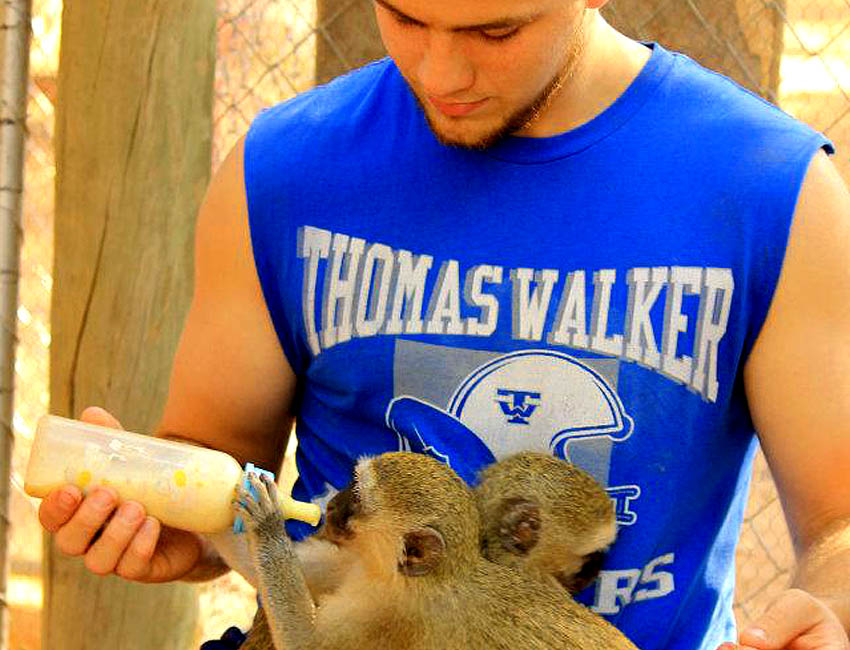 Football Player Feeding Vervets