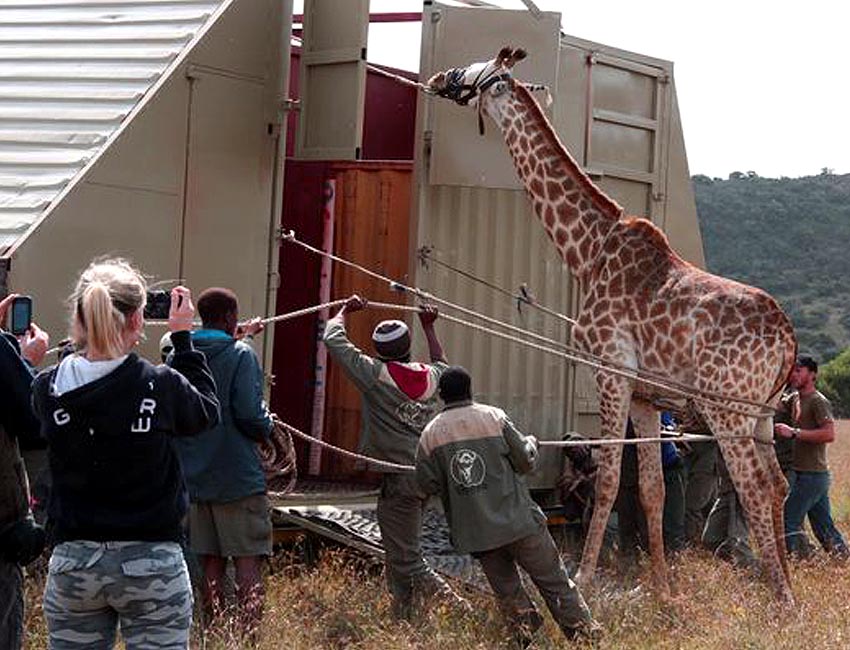 Giraffe Capture