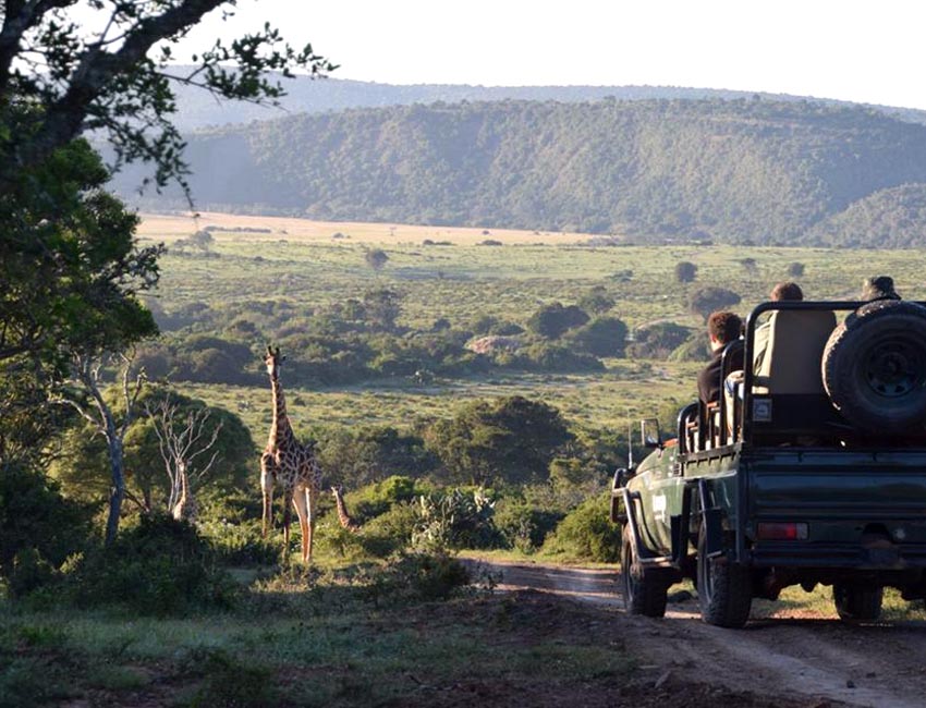 Giraffe on Game Drive