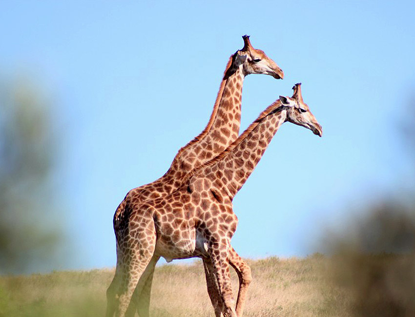 Giraffe