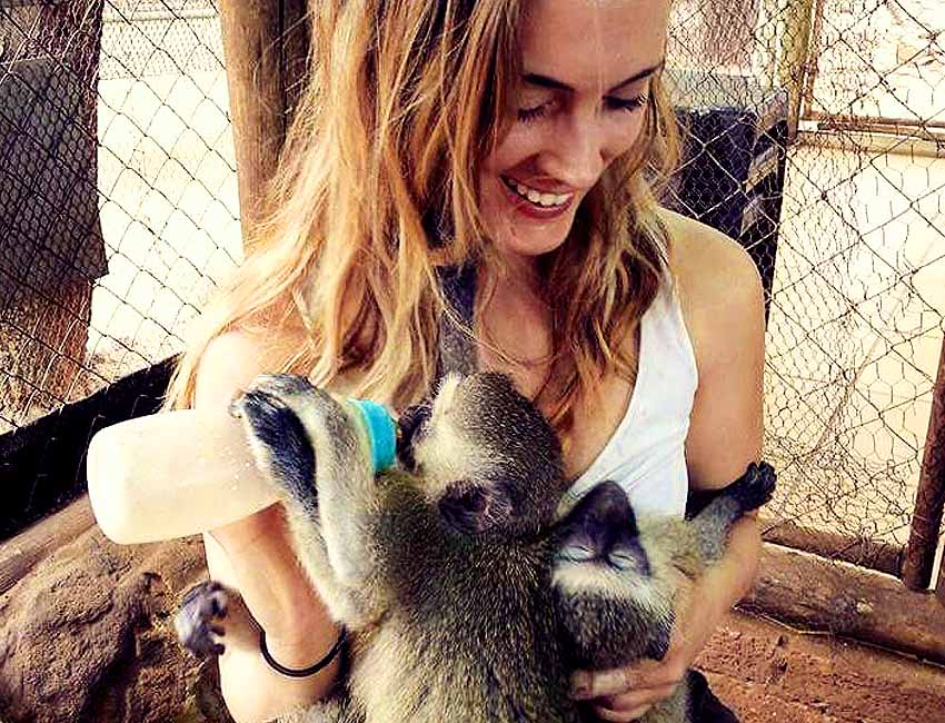 Charging Lionsttle Feeding Two Immature Vervets