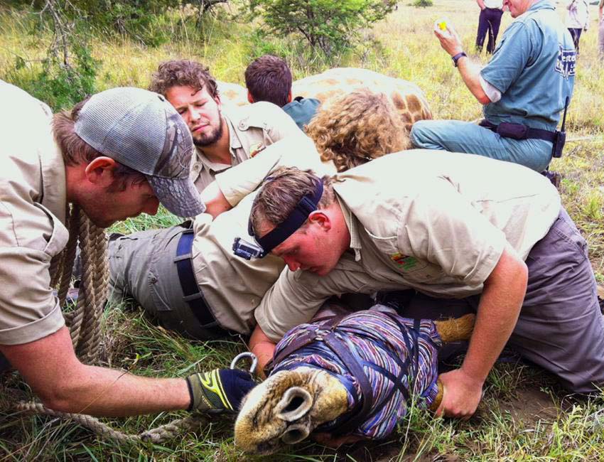 Handling Darted Giraffe