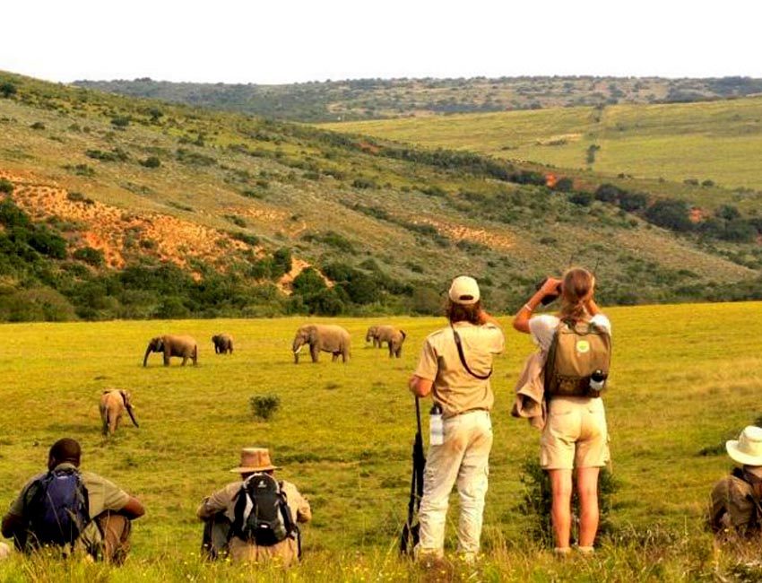 Hiking Among Elephants