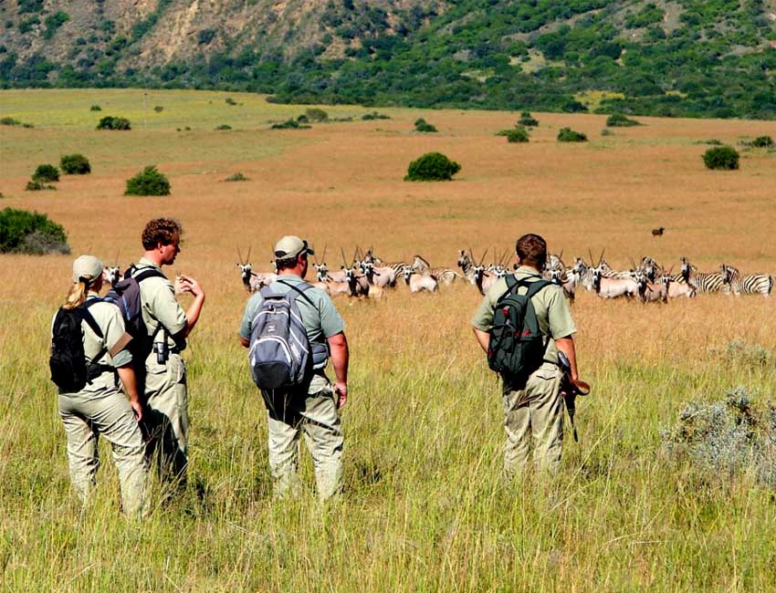 Hiking with Sable and Zebra