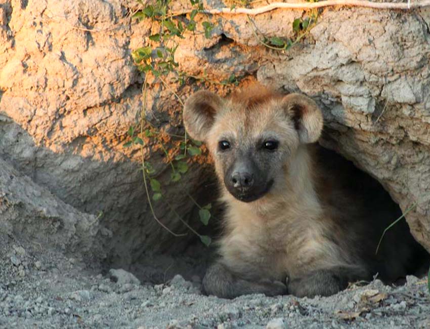 A Magnificent Boabab Tree