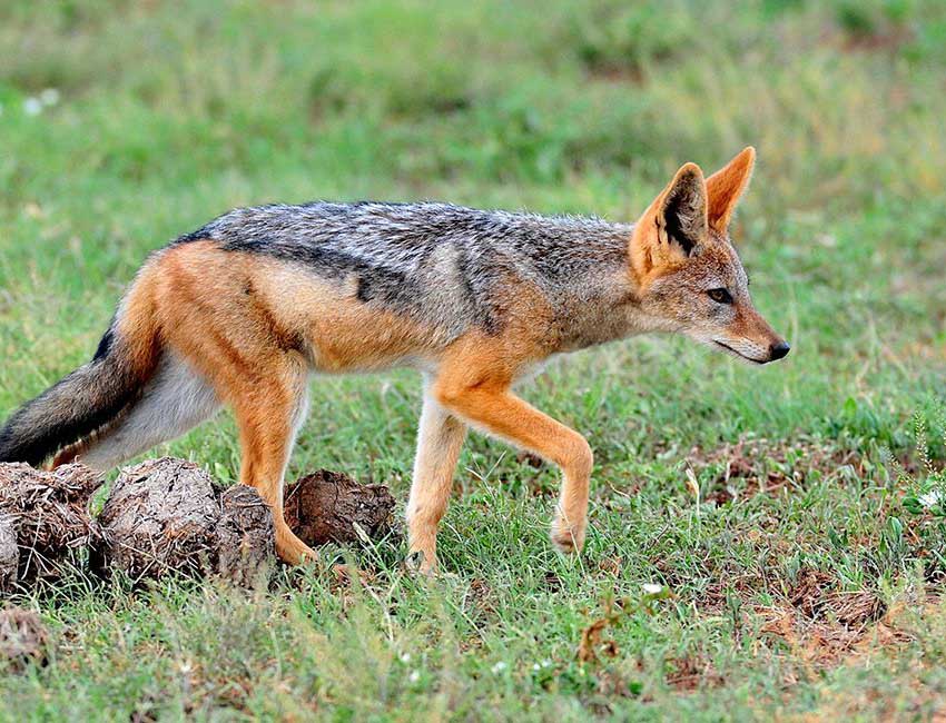 Black-backed Jackal