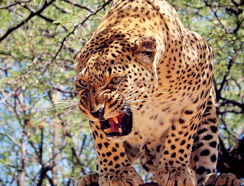 Leopard Snarling