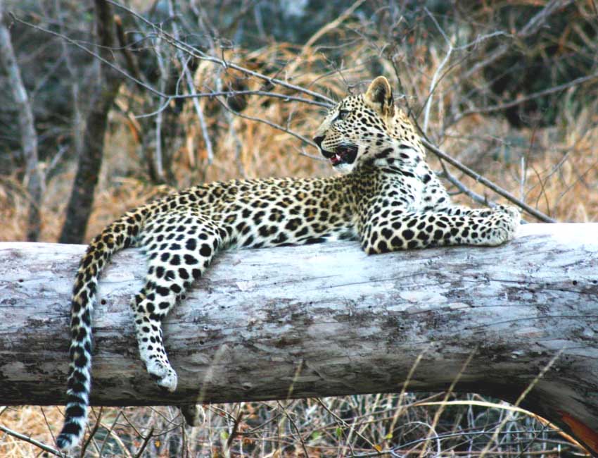 A Young Leopard