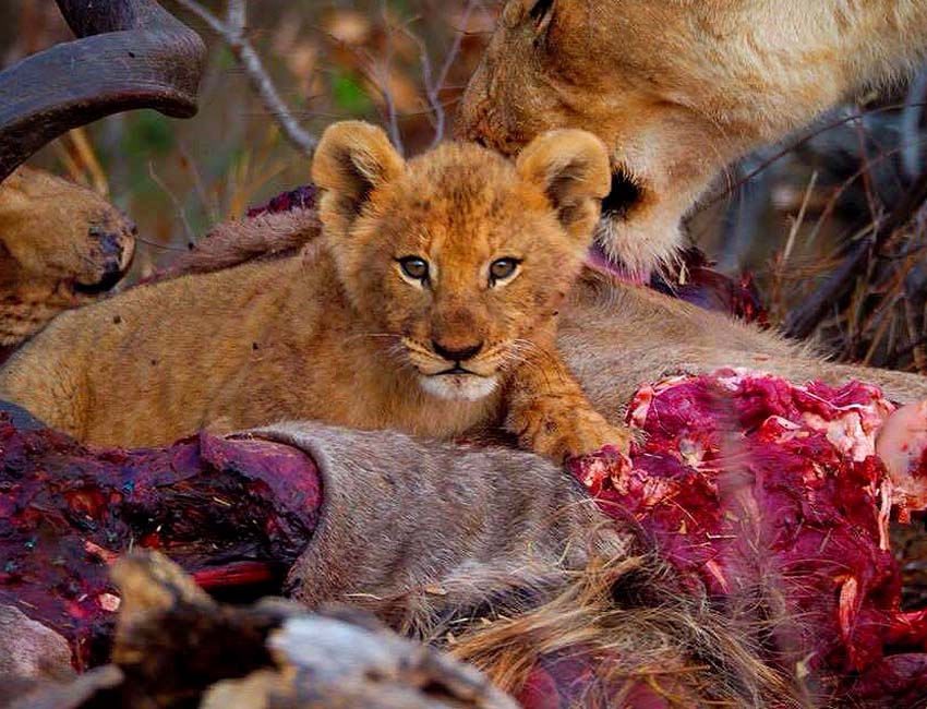 A Magnificent Boabab Tree