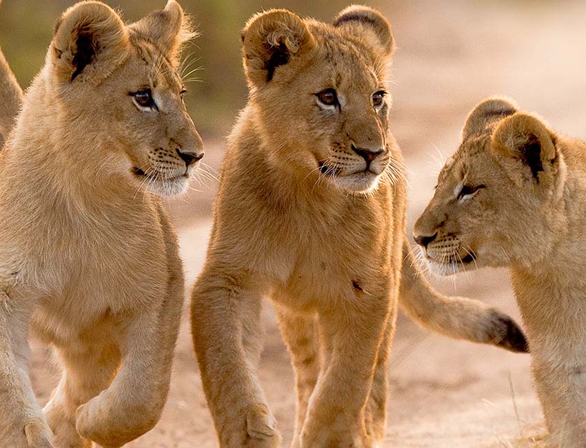 Lion Cubs