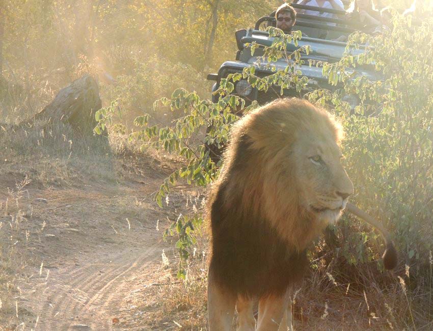 Male Lion on Road