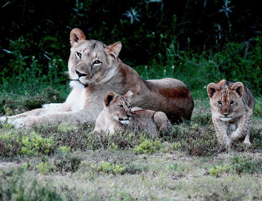 Lioness with Cubs