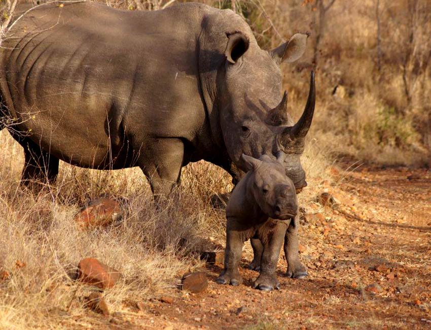 A Magnificent Boabab Tree