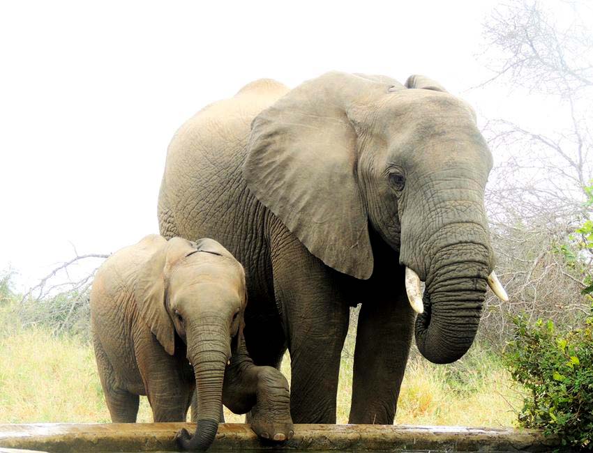 A Magnificent Boabab Tree