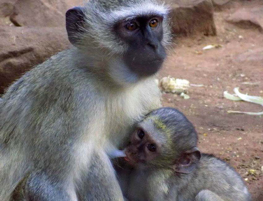 Mama and Baby Vervet Nursing