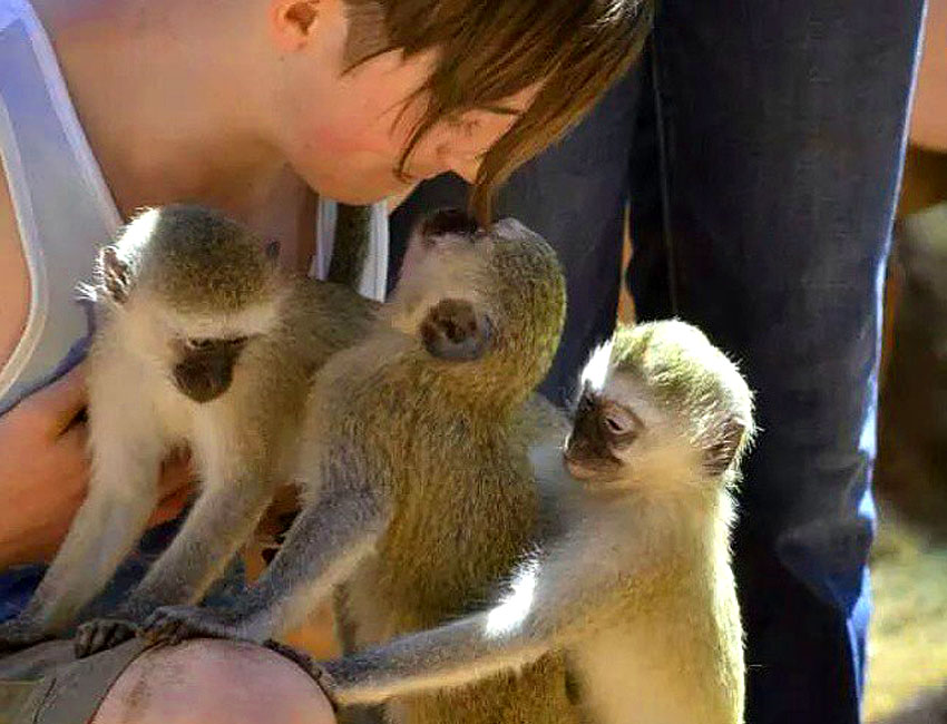 Volunteer and Vervets Nose to Nose