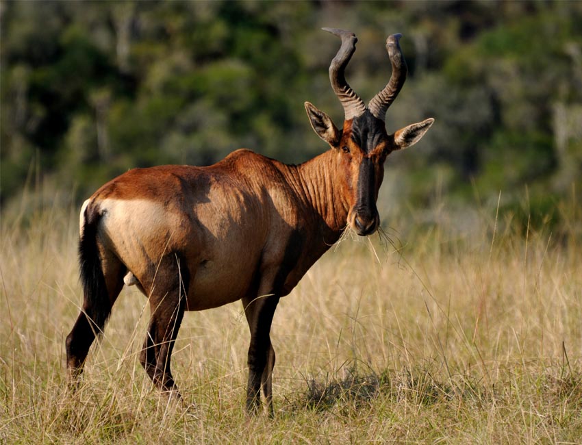Red Hartebeest