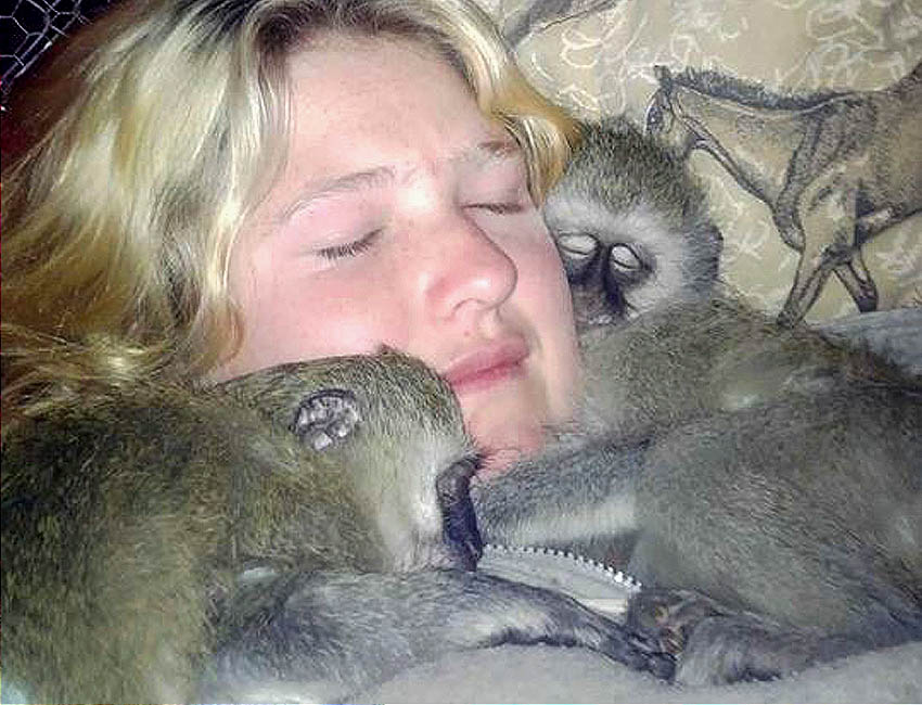 Big Male Lion Two Vervets