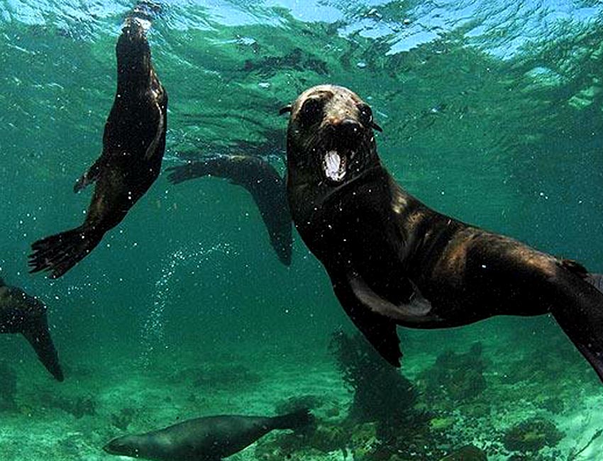 Seals Underwater