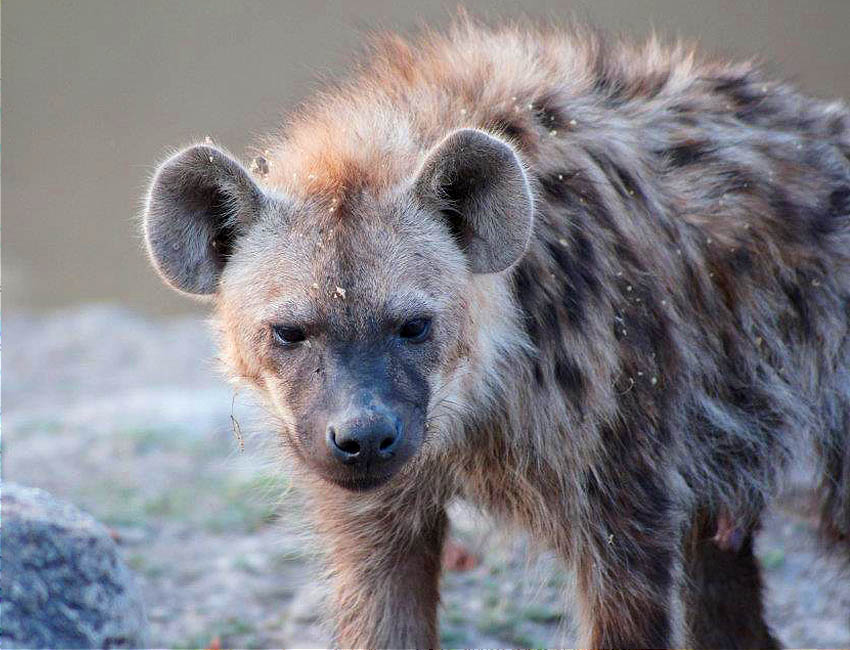 A Magnificent Boabab Tree