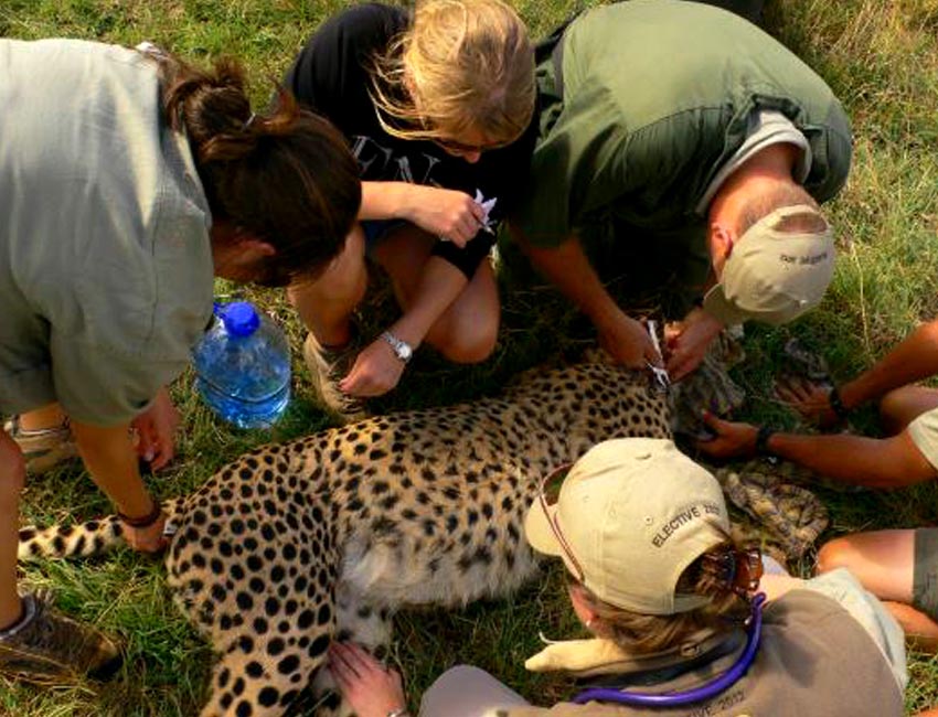 Tending Darted Leopard
