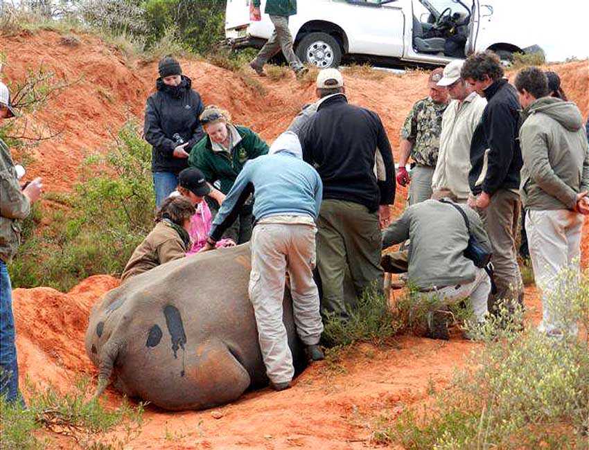 Tending Darted Rhino