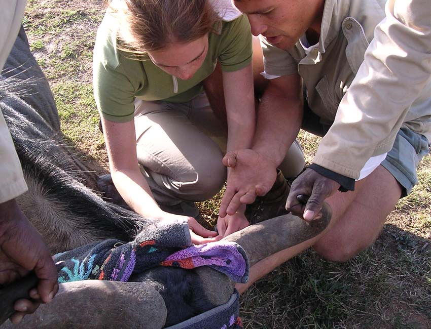 Treating Darted Wildebeest