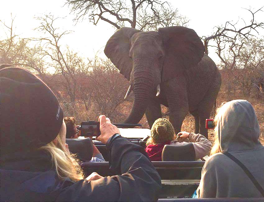 A Magnificent Boabab Tree