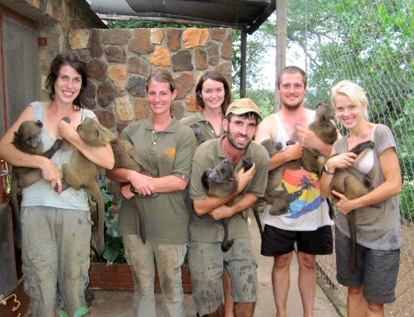 Volunteers in the Baboon Nursery