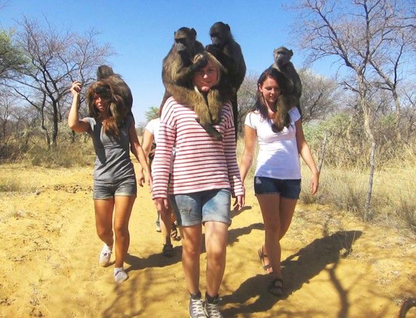 Walk with baboons